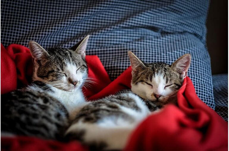 cat-kitten-house-animal