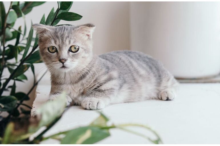 silver-tabby-kitten
