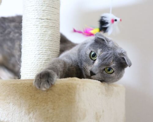 cat-scottish-fold-cat-tower-kitten-domestic-cat
