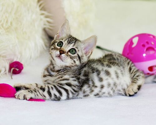 cat-kitten-tabby-feline