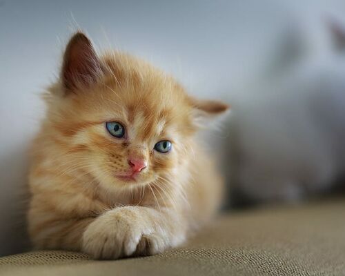 cat-page-hairy-blonde-sad