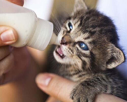 animal-animal-lover-animal-photography-cat