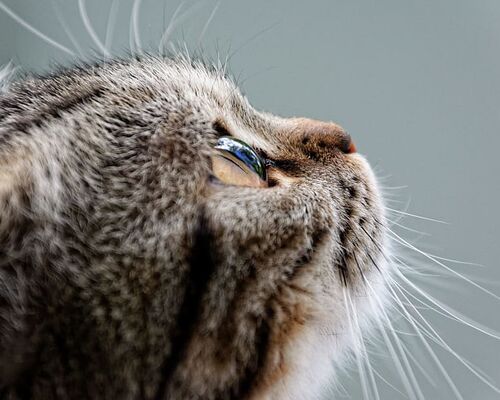 adorable-animal-baby-british-shorthair