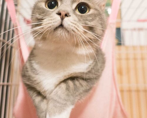 adorable-animal-animal-photography-animal-portrait