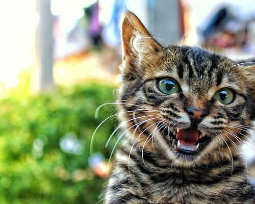 animal-cat-kitten-pet