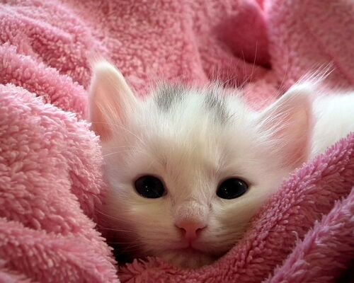 animal-cat-close-up-cute