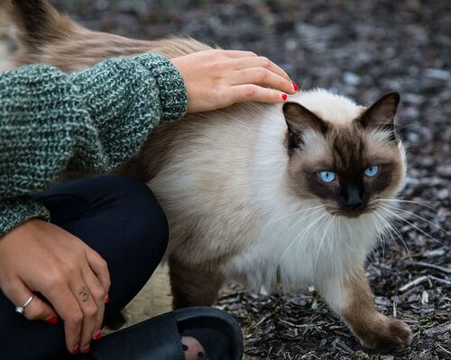 animalsnature-cat-cats-pet