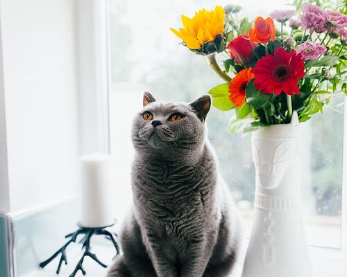 pet-animal-cat-flower