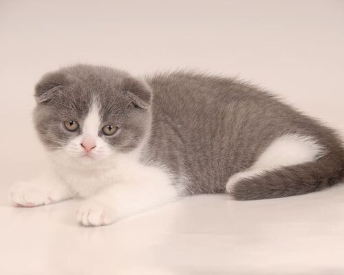 scotish-fold-fold-blue-white-kittens
