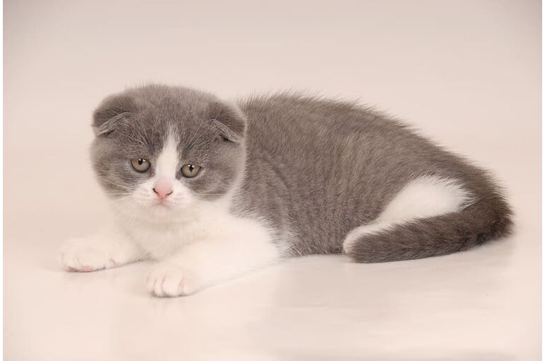 スコティッシュフォールドの子猫の値段について | コラム