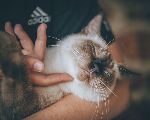 animal-cat-cat-face-close-up