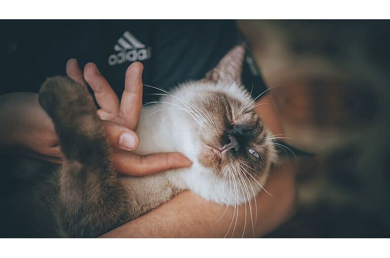 animal-cat-cat-face-close-up
