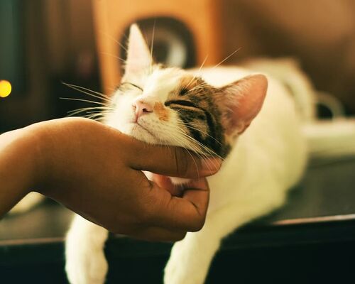 pet-feline-hand-portrait