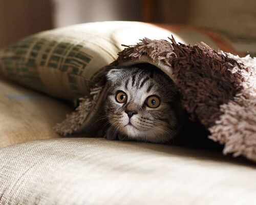 pet-kitten-cat-face-peek