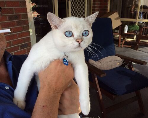 australia-melbourne-blue-eyed-kitten-burmilla-kitten