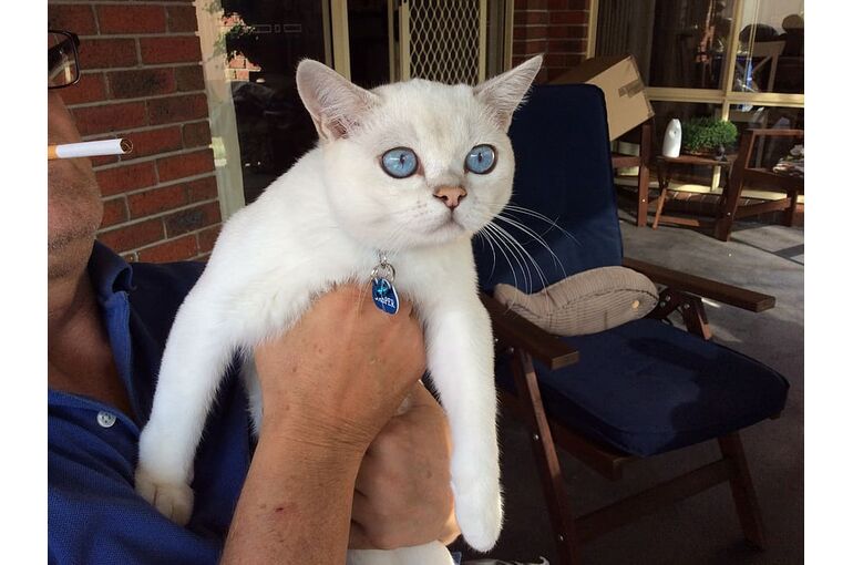 australia-melbourne-blue-eyed-kitten-burmilla-kitten