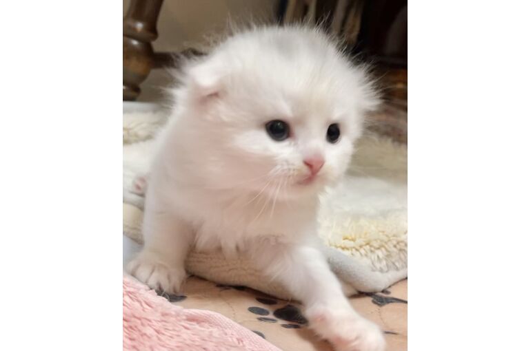 C1ACE31E-8B29-4D3D-8388-7B8A64700D39