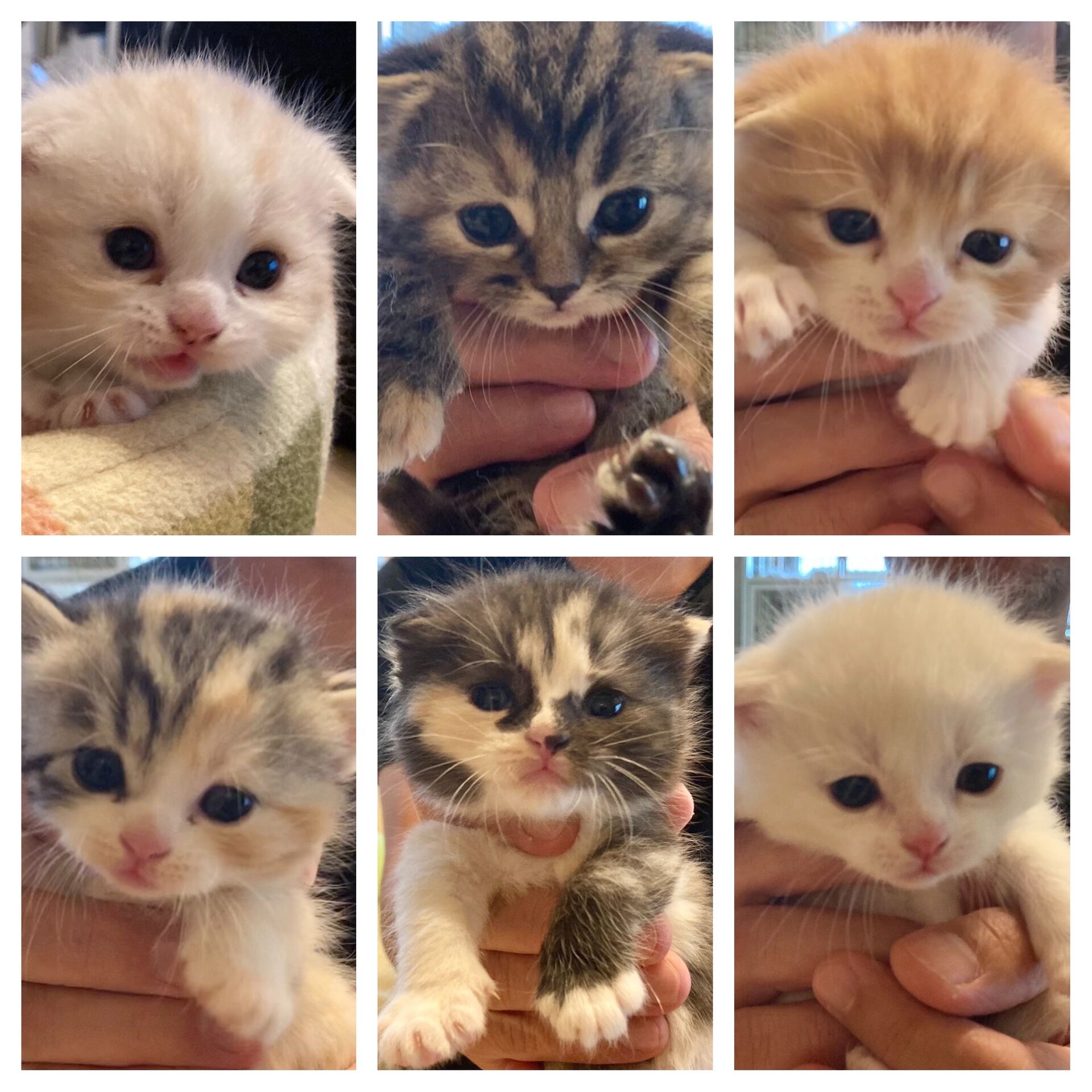 世田谷でブリーディングした子猫を購入するならキツンズブーケドローズ へ